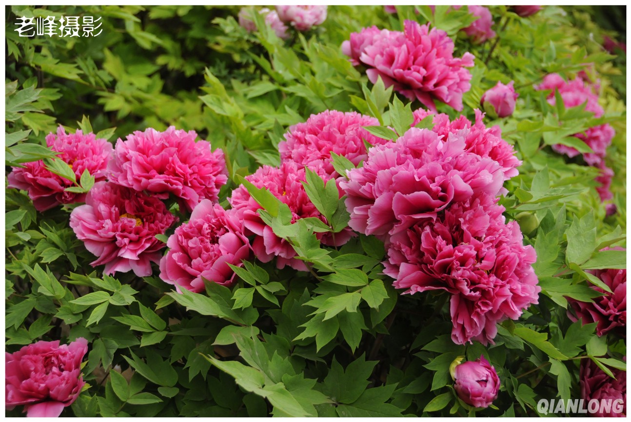  p>四川牡丹(拉丁学名:paeonia szechuanica)别名是木芍药.