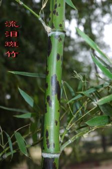 斑竹（禾本科刚竹属竹类植物）_百度百科