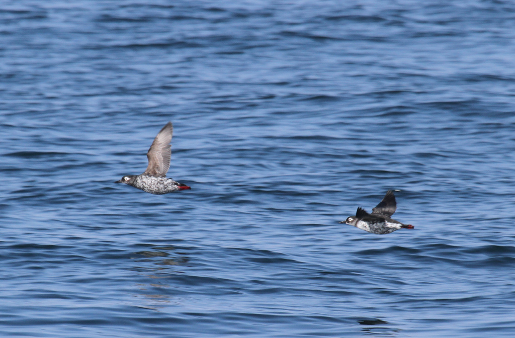  p>白眶海鸽 (cepphus carbo)属 a target="_bl