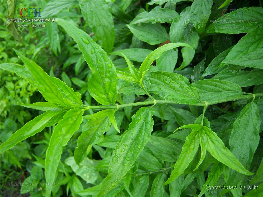  p>鳄嘴花属(学名:clinacanthus)是爵床科下一个属,有2种.