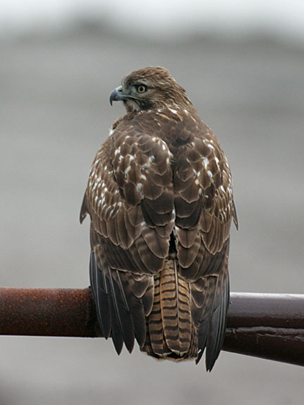  p>红尾鵟(学名: i>buteo jamaicensis /i>):是分布在北美的鵟属各种
