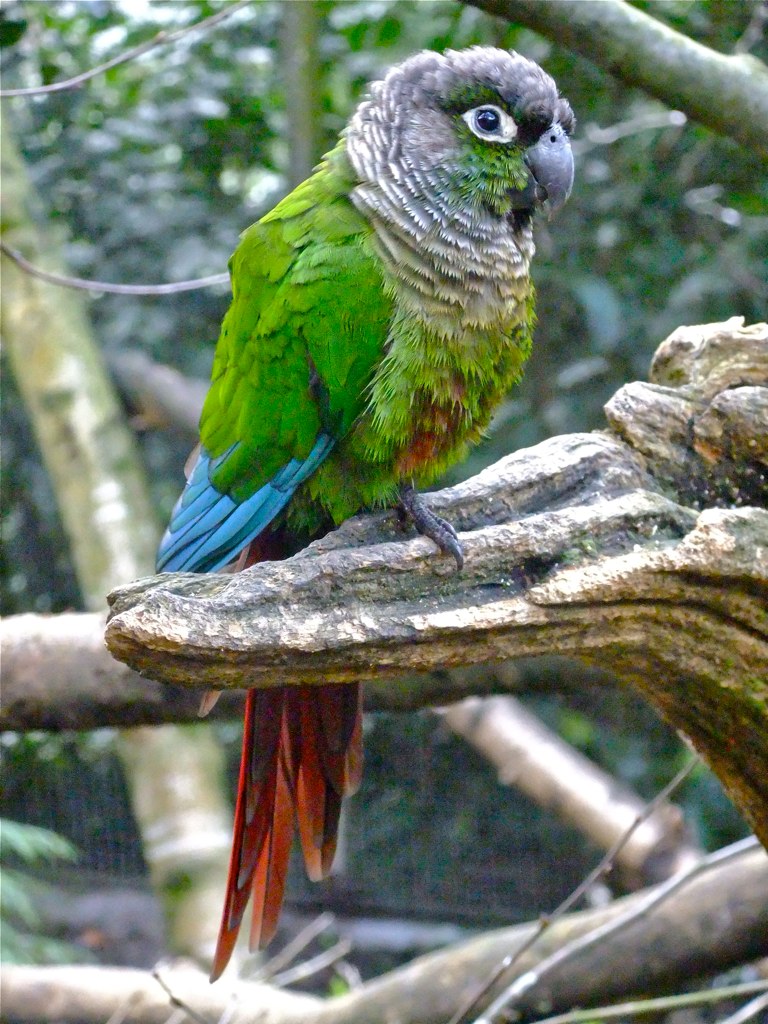  p>赤尾锥尾鹦鹉(学名:pyrrhura molinae phoenicura )是 a href="#"