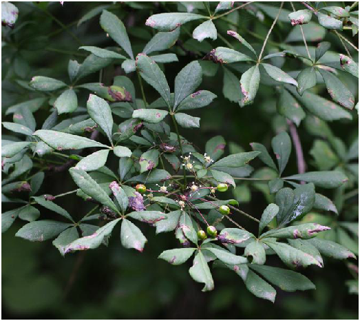  p>倒卵叶五加,中药名.