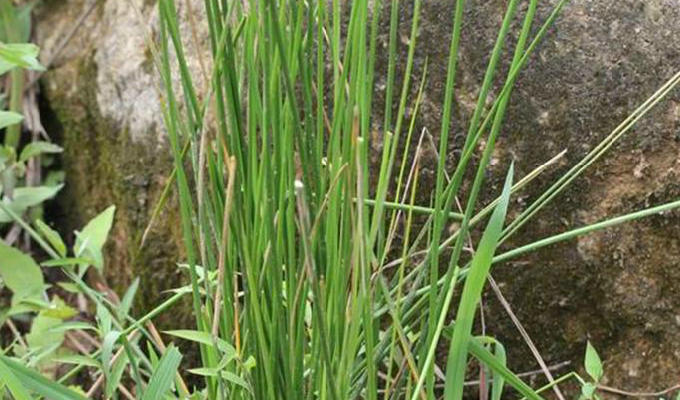 山东,河南,湖北,四川,云南,西藏等省区,生于海拔1200一3680米的草甸