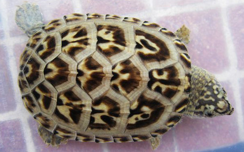  p>三弦巨型鹰嘴泥龟,俗称 a href="#" data-lemmaid="6694985">