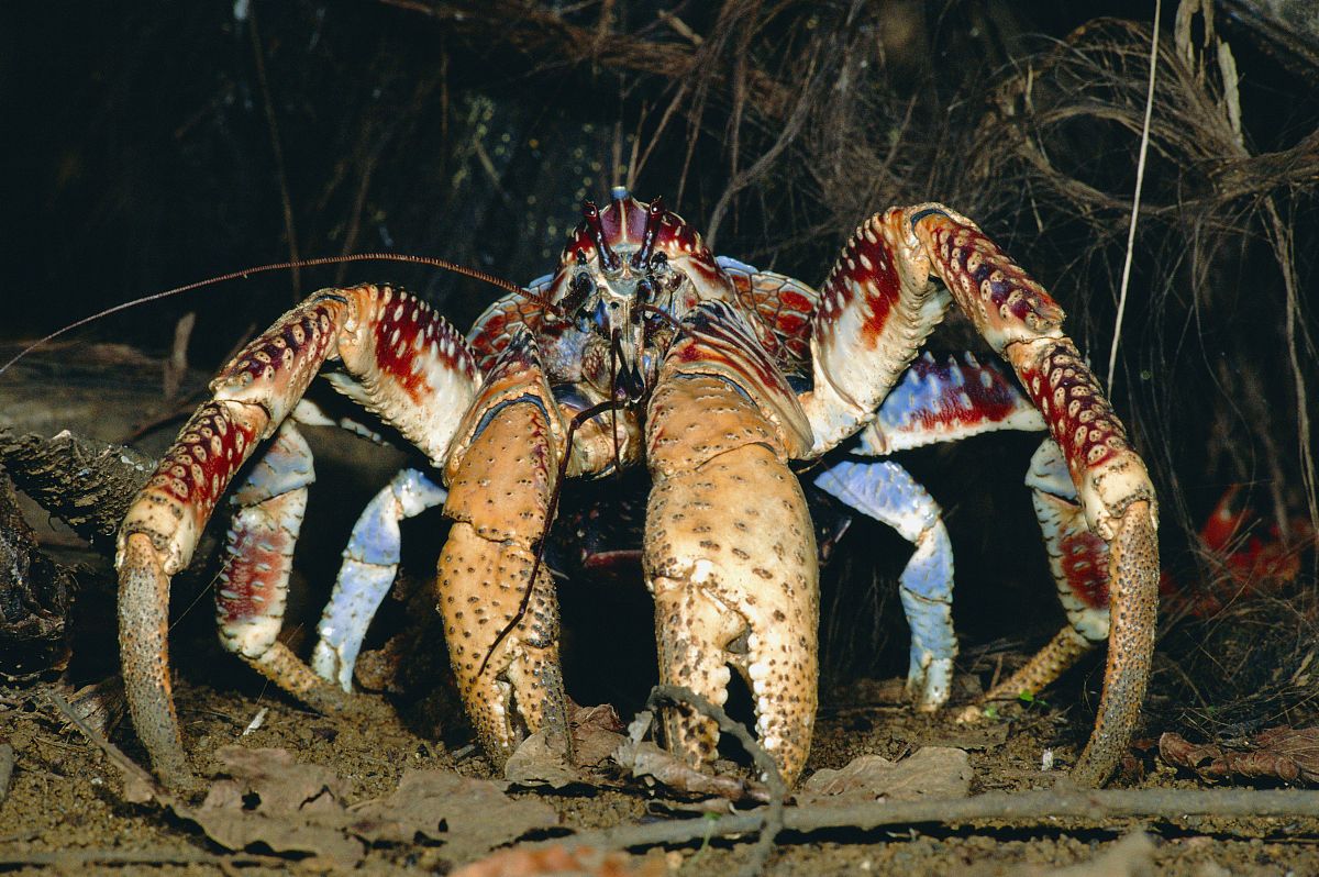 coconut crab