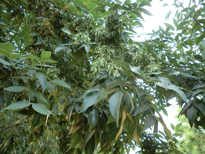  p>白蜡树(学名: i>fraxinus chinensis  /i>roxb)木犀科落叶乔木