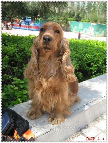英可卡犬