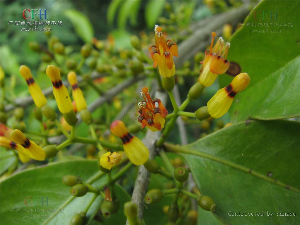 href="#">桑寄生科 /a>, a href="#" data-lemmaid="3428894">鞘花属 