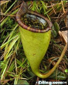  p>食人树是传闻中的足够杀死或吞噬大型动物的植物.