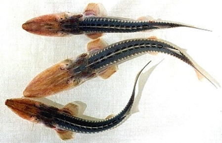  p>阿姆河小拟铲鲟(学名: i>pseudoscaphirhynchu