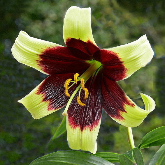  p>紫斑百合(学名: i>lilium nepalense /i>  d.