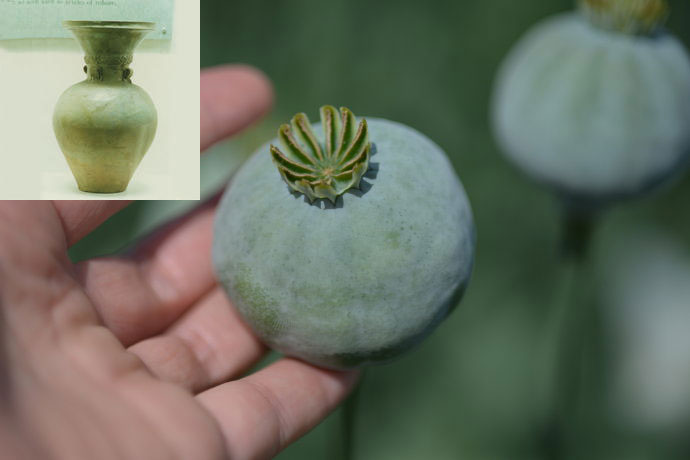 罂粟——“毒草之后”的炼成之路_百科TA说