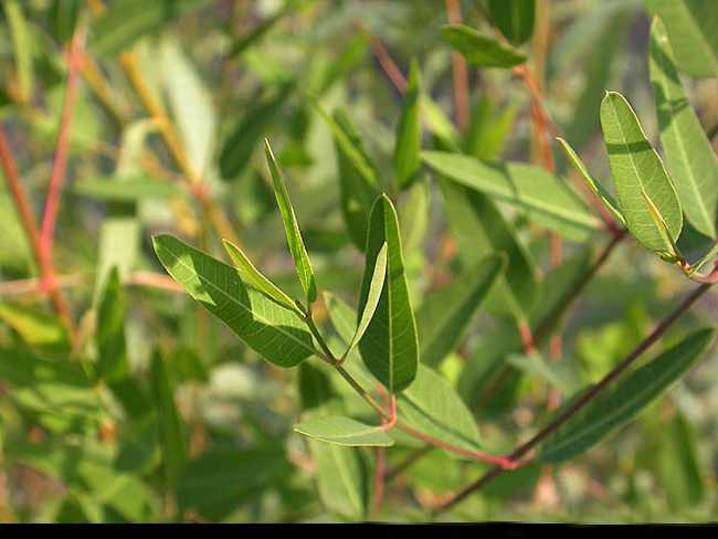 是夹竹桃科罗布麻属亚灌木.