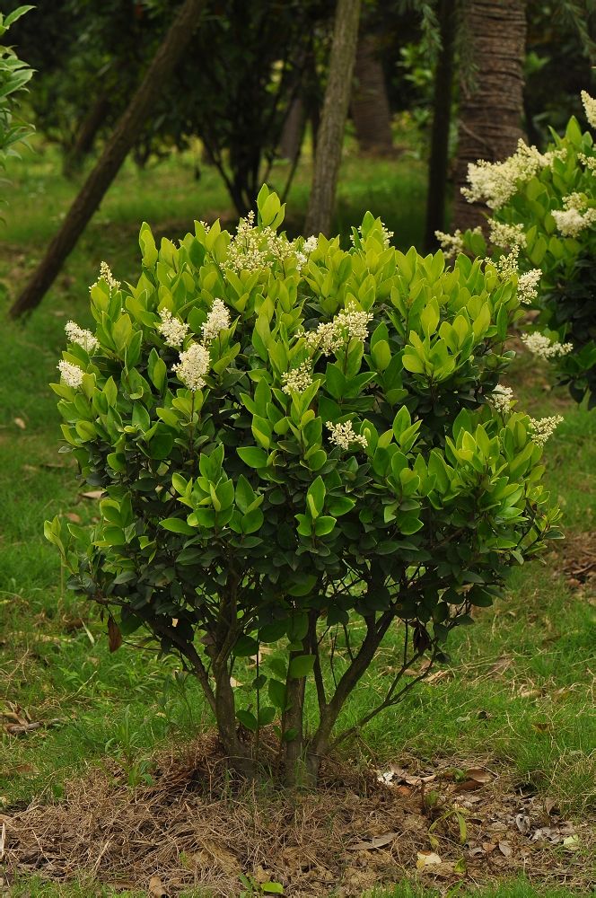 href="#" data-lemmaid="8424632">木犀科 /a> ,女贞属大型常绿灌木