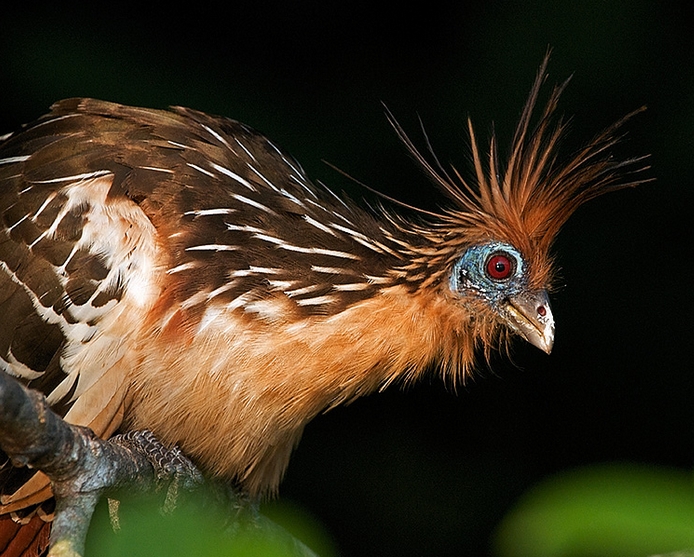  p>麝雉(学名: i>opisthocomus hoazin /i>):体长约65厘米,体重不及1