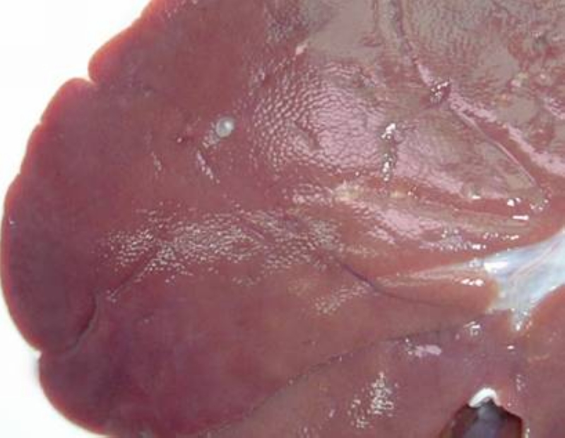  p data-id="gnbjprzqtr">牛囊尾蚴为人体牛肉绦虫的幼虫,呈囊状椭圆