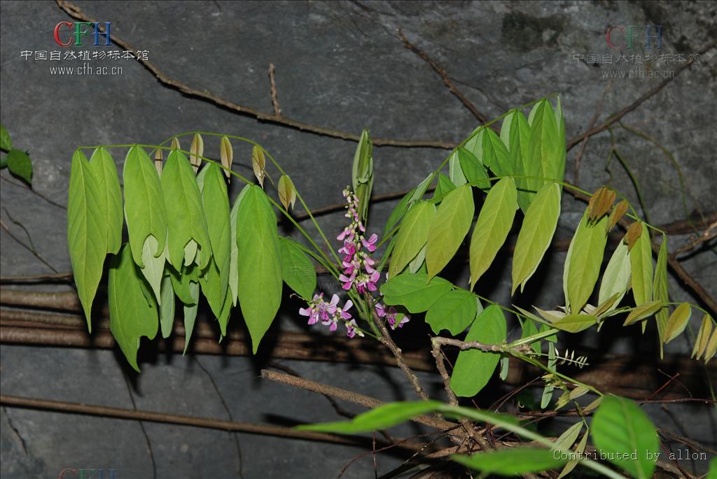  p>厚果崖豆藤(学名: i>millettia&nbsp;pachycarpa /i>&nbsp