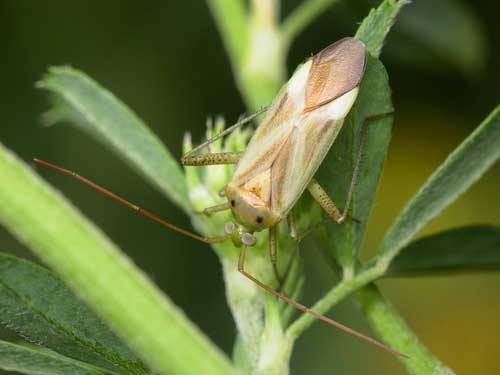 三点苜蓿盲蝽