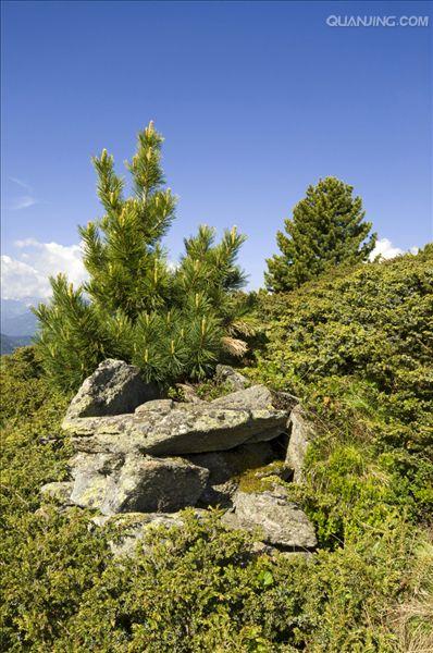  p data-id="tyfsq0yqxnks">马尾松( i>pinus massoniana /i> lamb.