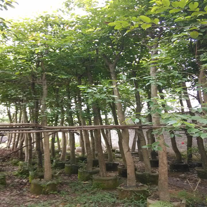 千年桐海南个体