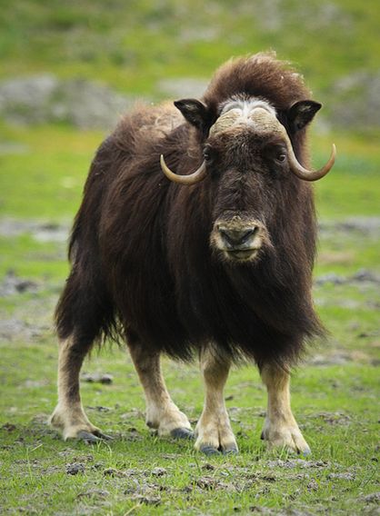  p>麝牛(学名: i>ovibos moschatus /i>):偶蹄目,牛科,麝牛属下的一种