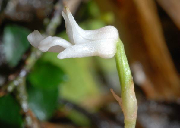  p>阿里山全唇兰(学名: i>myrmechis drymoglossifolia /i>  hayata)