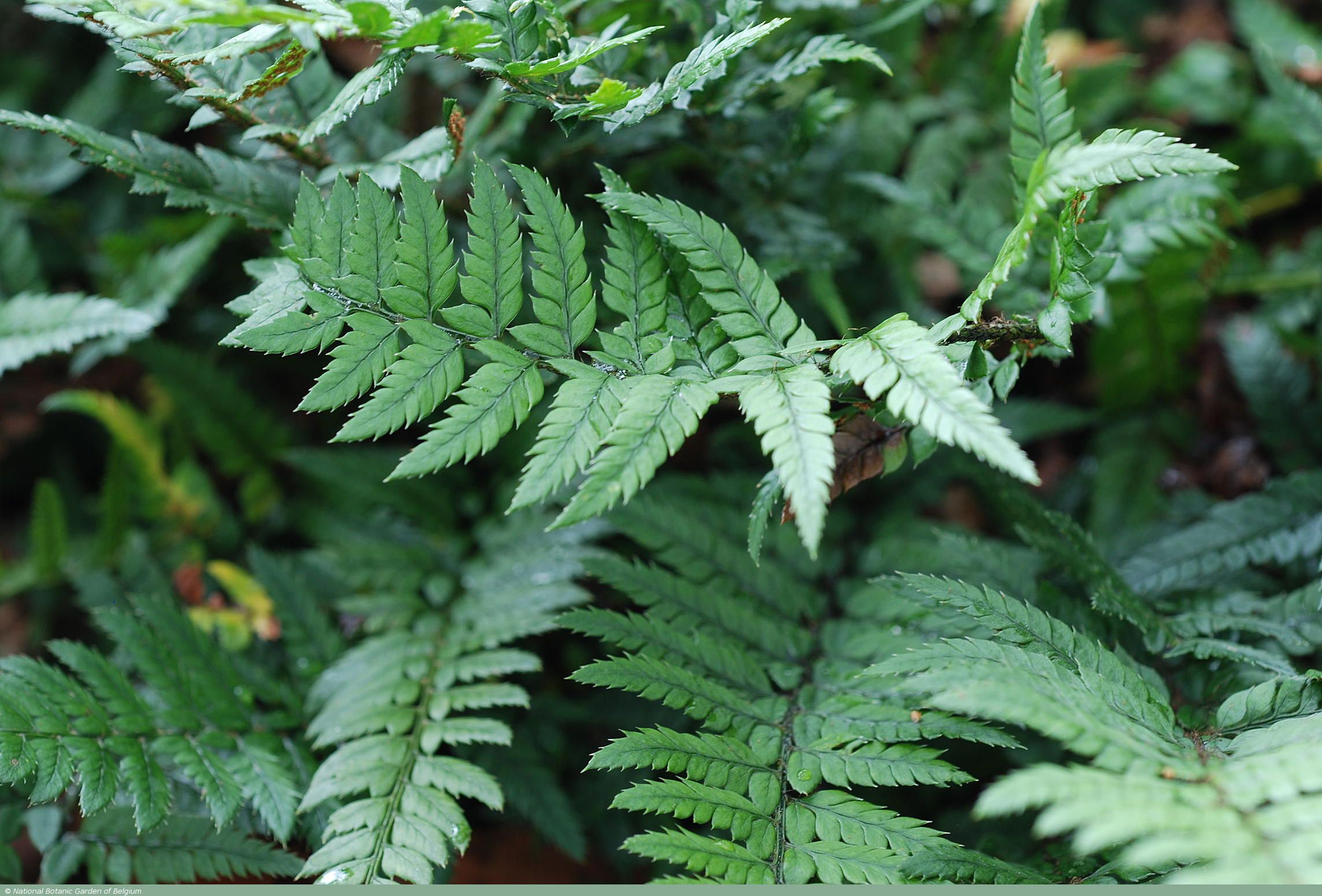 cifolius),为 a target="_blank" href="/item/单子叶植物纲/6262671"