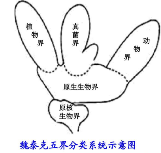 五界分类_百度百科