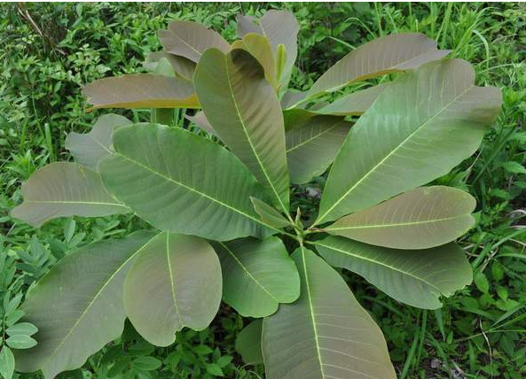 凹叶厚朴无性系1号