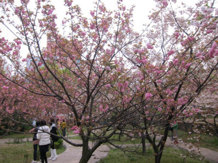 樱花