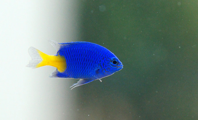  p>黄尾蓝魔鬼,英文名称chrysiptera parasema,别名黄尾雀鲷.
