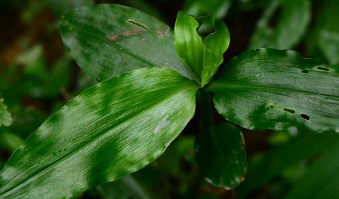  p> b>网籽草属 /b>(学名: i>dictyospermum /i>)是 a target="_blank