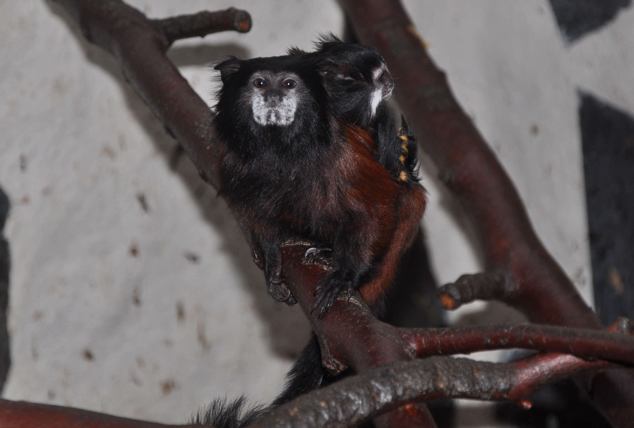 andean saddle-back tamarin