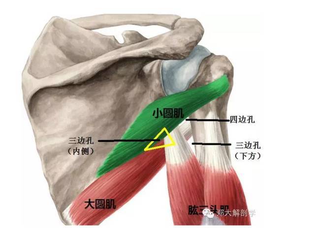指位于腋窝后壁,外科颈水平四边孔内侧1cm的三角形间隙,其上界为小圆