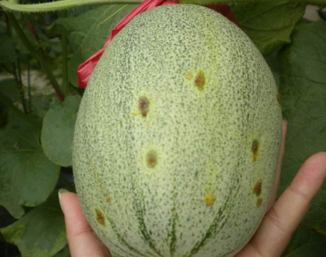 哈密瓜炭疽病