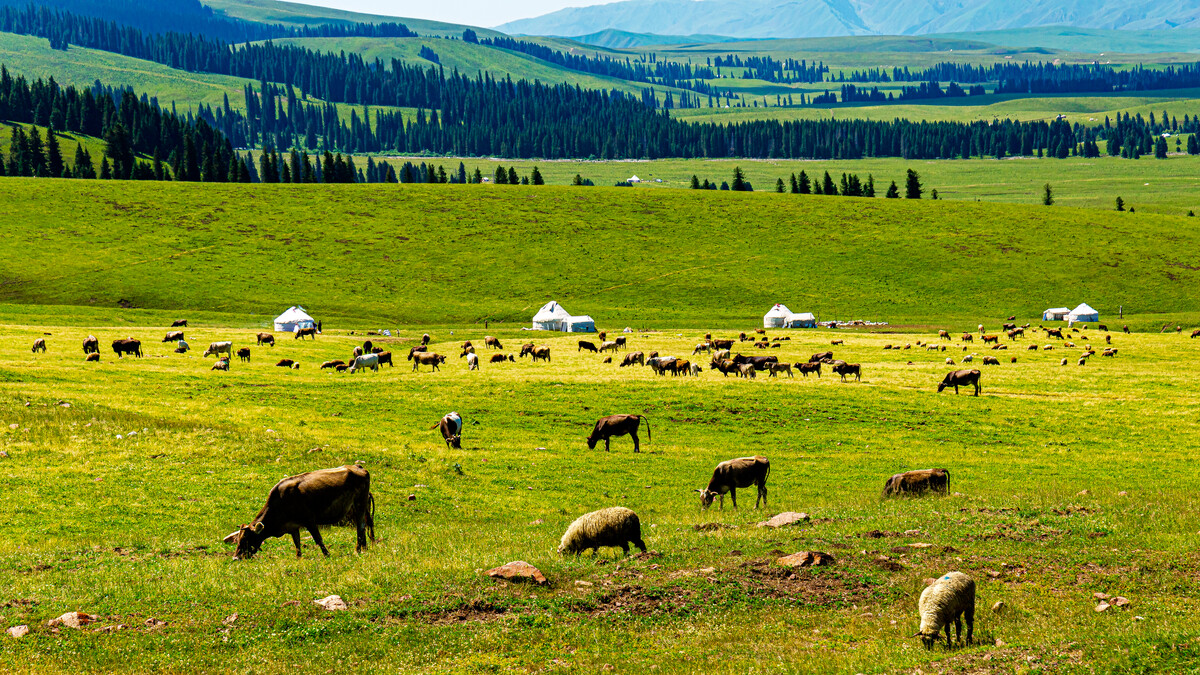 伊犁那拉提草原