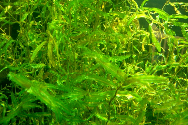 红线草