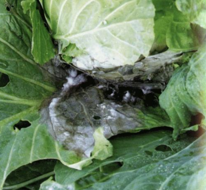 白菜菌核病