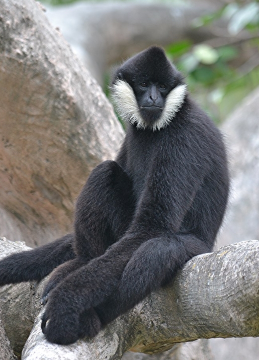  p>黑冠长臂猿属(学名: i>nomascus /i>):是灵长目,长臂猿科下的一属