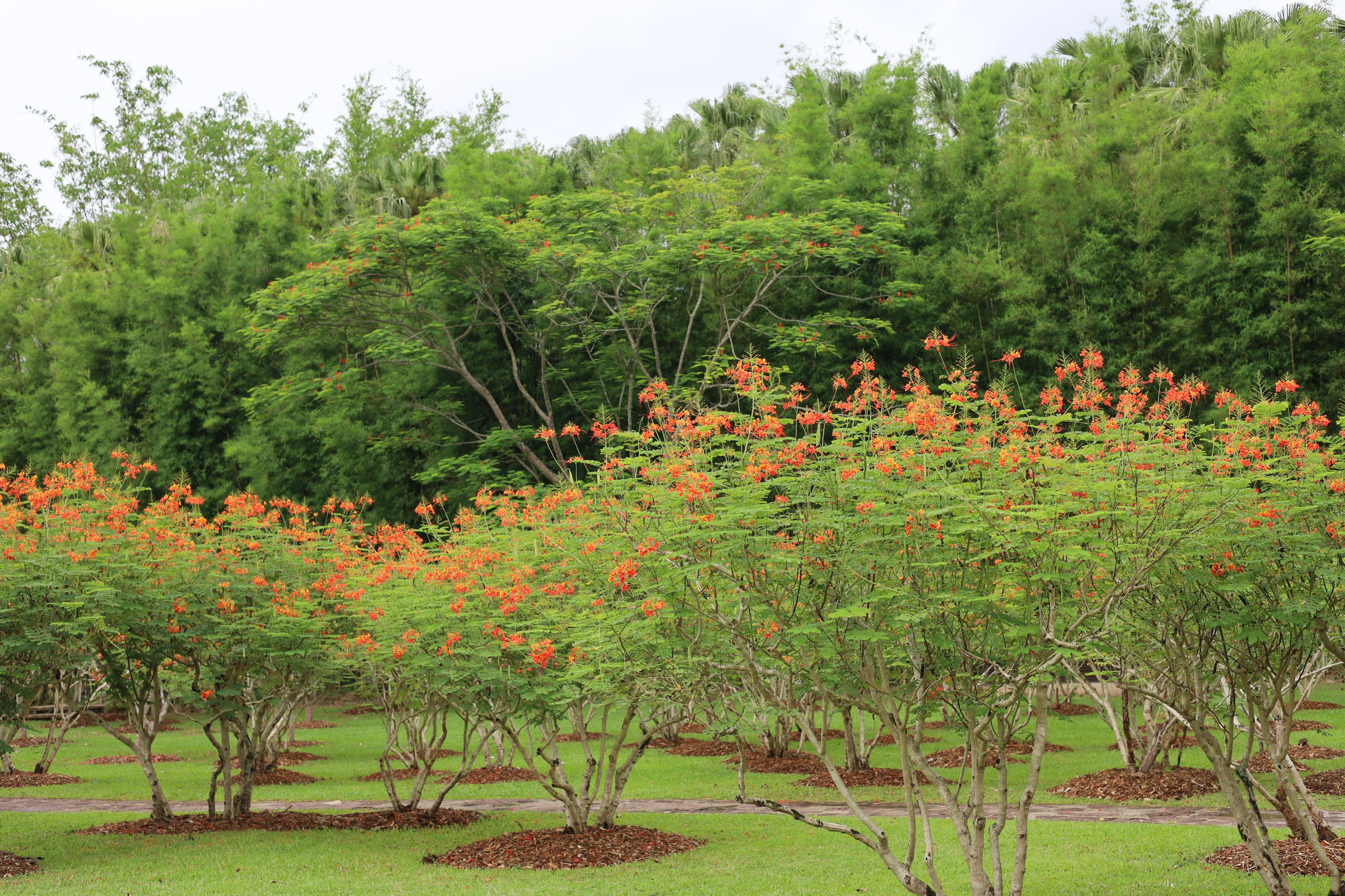 枝无毛,绿或粉绿色;二回羽状复叶;总状花序伞房状,萼片无毛,花瓣橙红