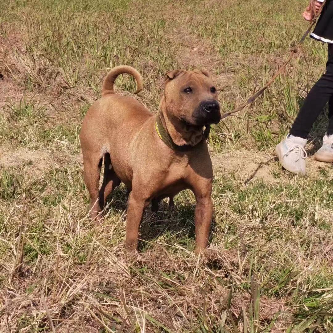 骨嘴沙皮犬