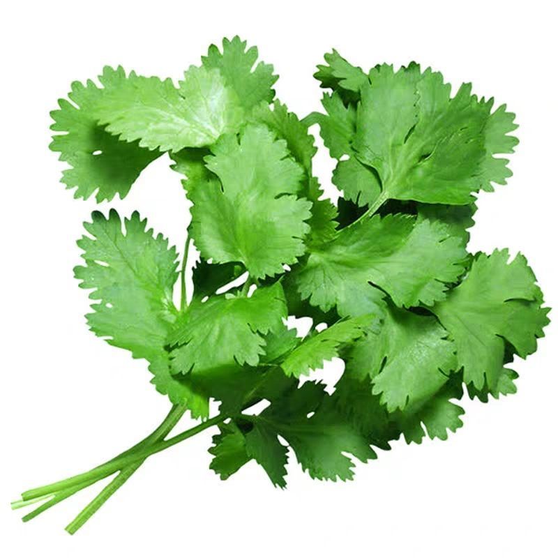 庆云大叶香菜