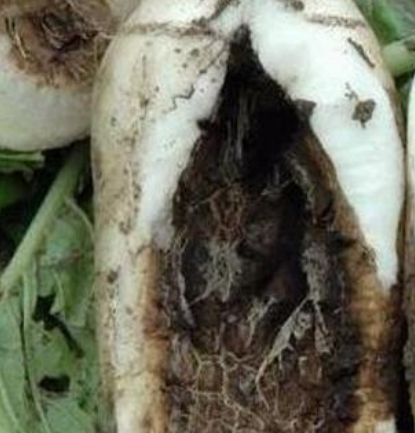 萝卜黑腐病