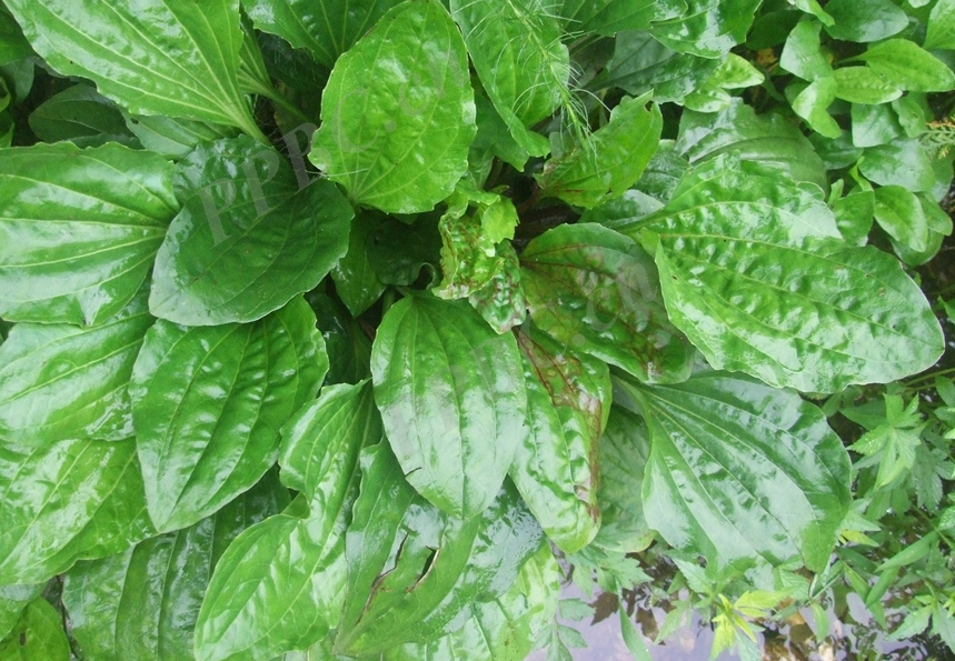  p data-id="gn5yhzcuvn">宽叶车前,又名车前草杂草,宽叶车前是一种 a