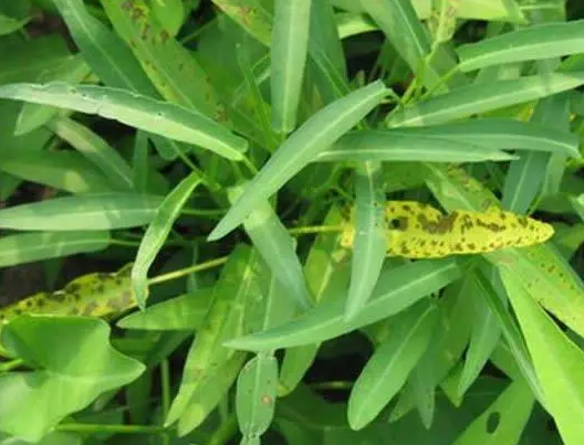 蕹菜褐斑病