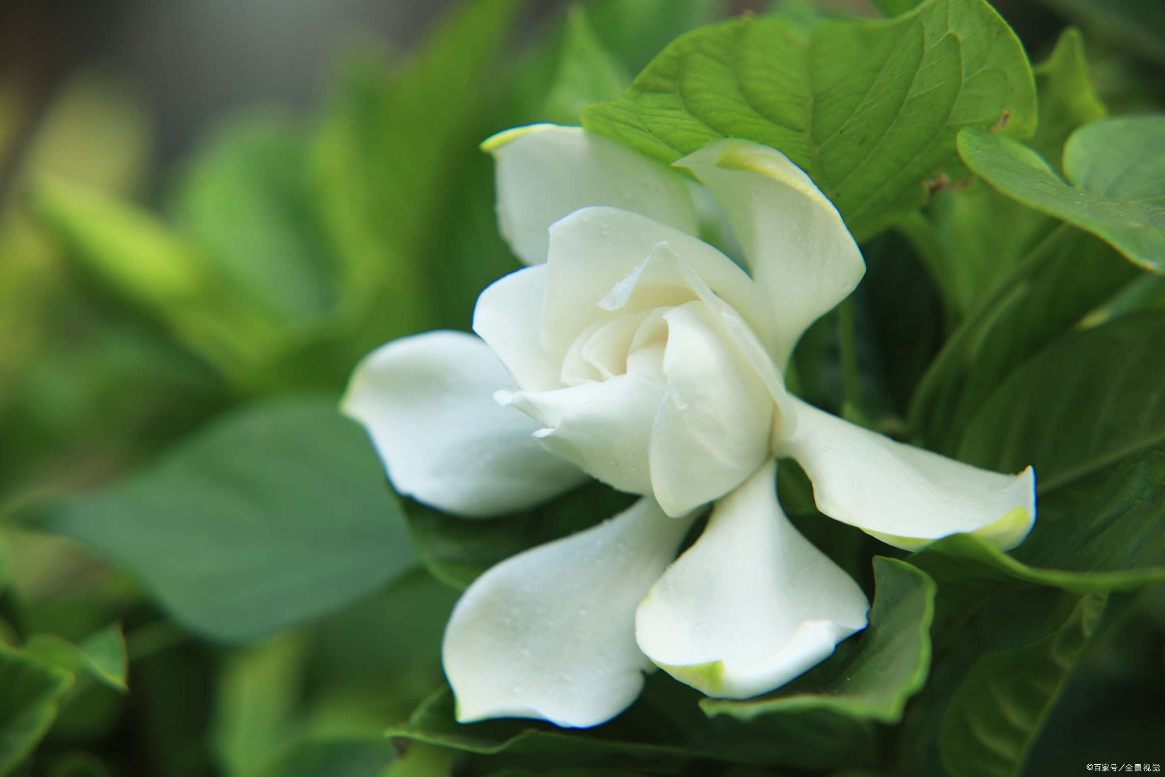 雨兰原创植物美文：栀子花的前世今生_百科TA说