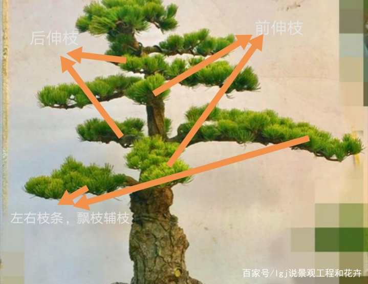 不理解枝条分布？大白话说盆景枝条，掌握这4点，哪种造型都不难_百科TA说