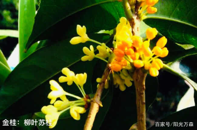 桂花——四大类主要二十五个名贵品种详介_百科TA说