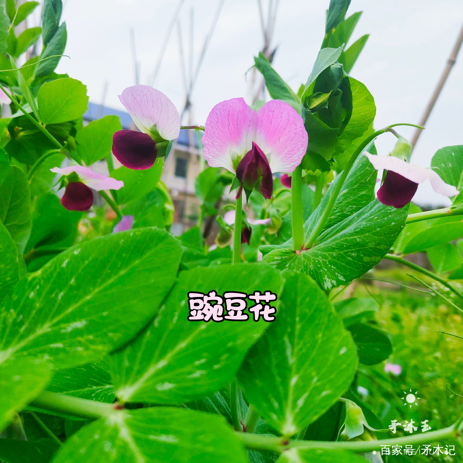 初春之豌豆花绽放 百科ta说